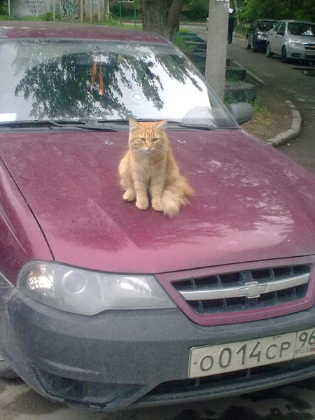 Сергей Нифантов