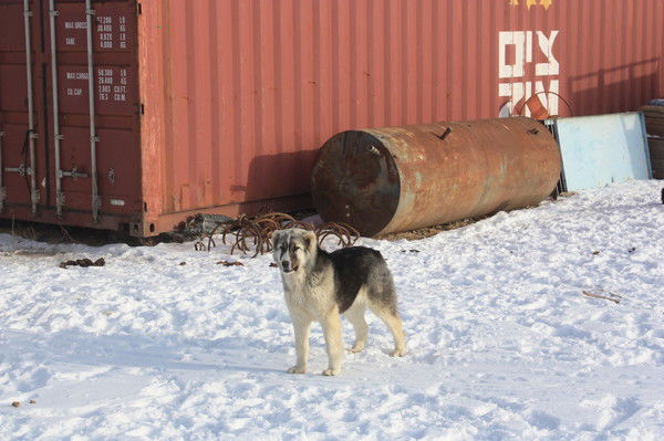 Нурсултан Айкынов