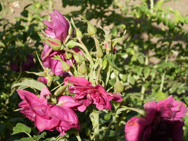 Вера Вождаева