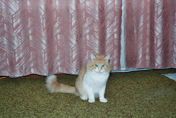 Сергей Почепко