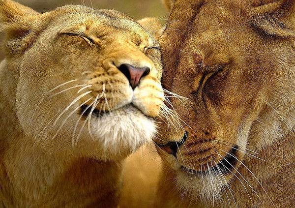 Дима Егоров