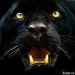 Анна Васина