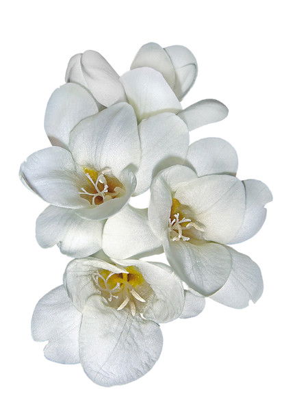 Елена Соловьева