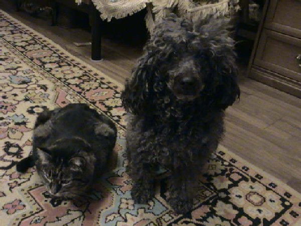 Дина Шарипова