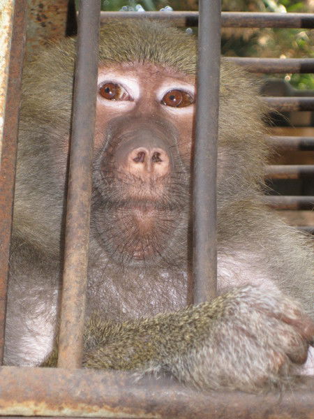 Александр Ломакин