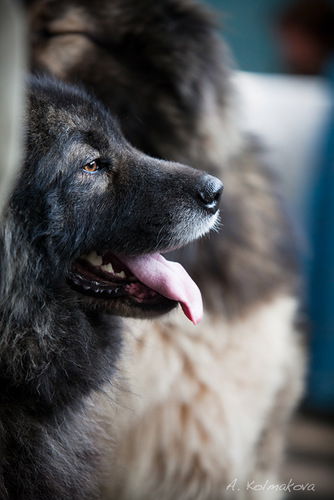 Наталья Богинская