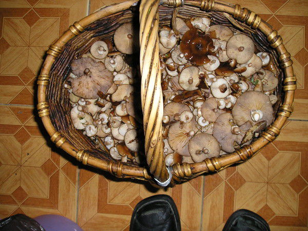 Алекс Щербаков