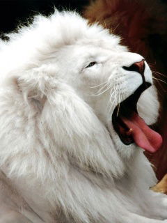 Елена Осипова