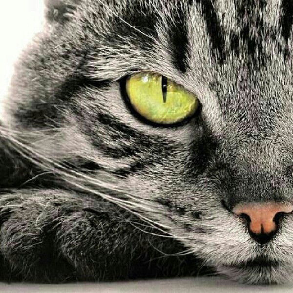 Елена Родина