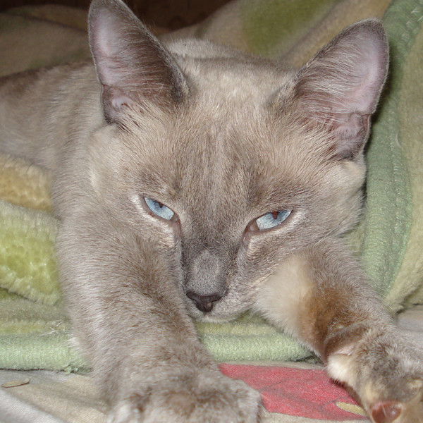 Ольга Векуа