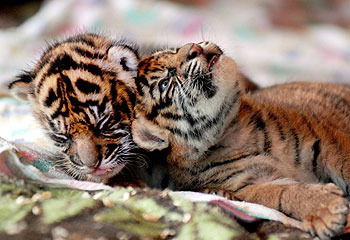 Дарья Васильева