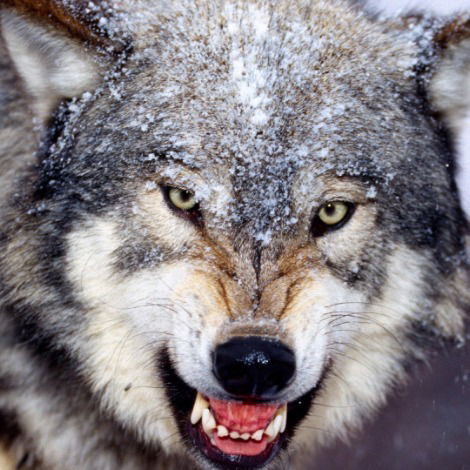 Владимир Головнев