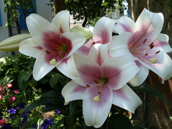 Татьяна Яковлева