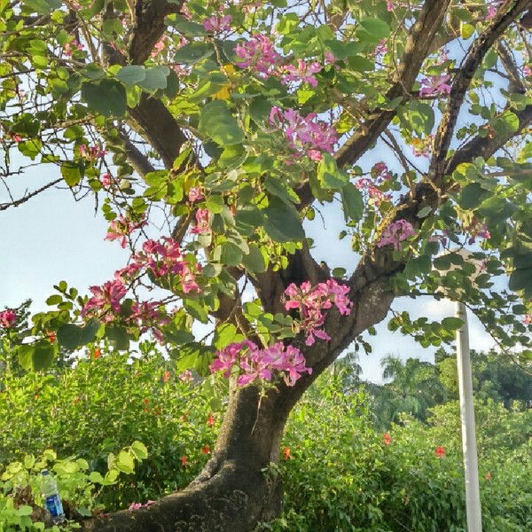 Татьяна Белаш