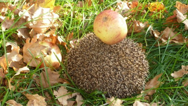Евдокимов Алексей Владимирович