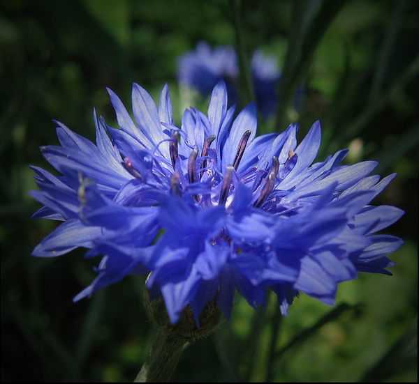 Галочка Берестова