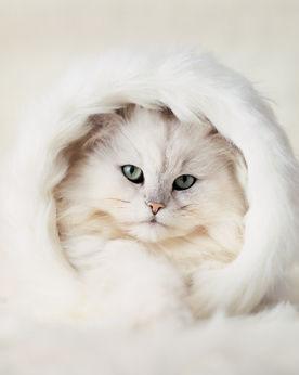 Елена Дежина