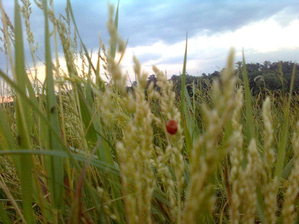 Иришка Диденко