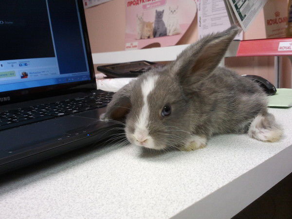 Роман Сайпушев