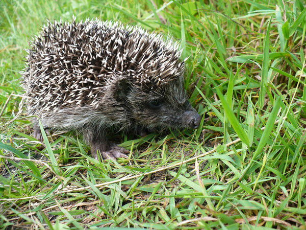 Михаил Ежов