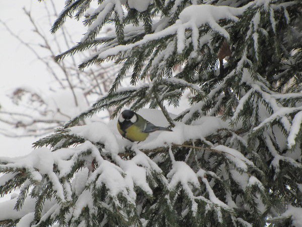Евгений Борисов