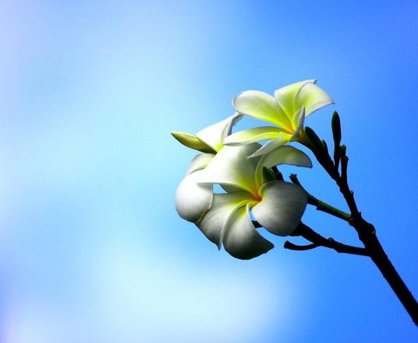 Валентина Яворская