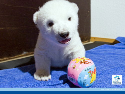 Андрей Гаврилов