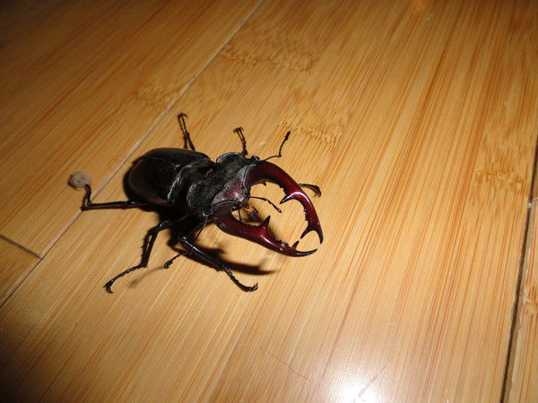 Александр Шилохвостов