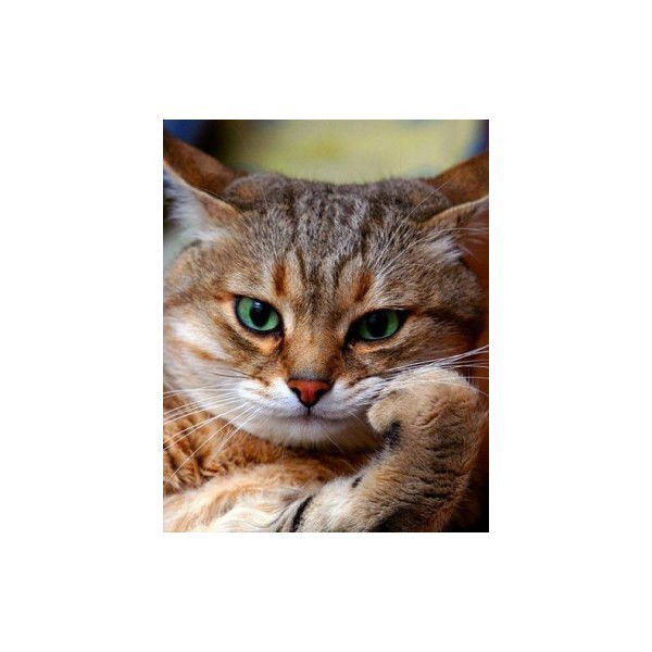 Михаил Моисеенко