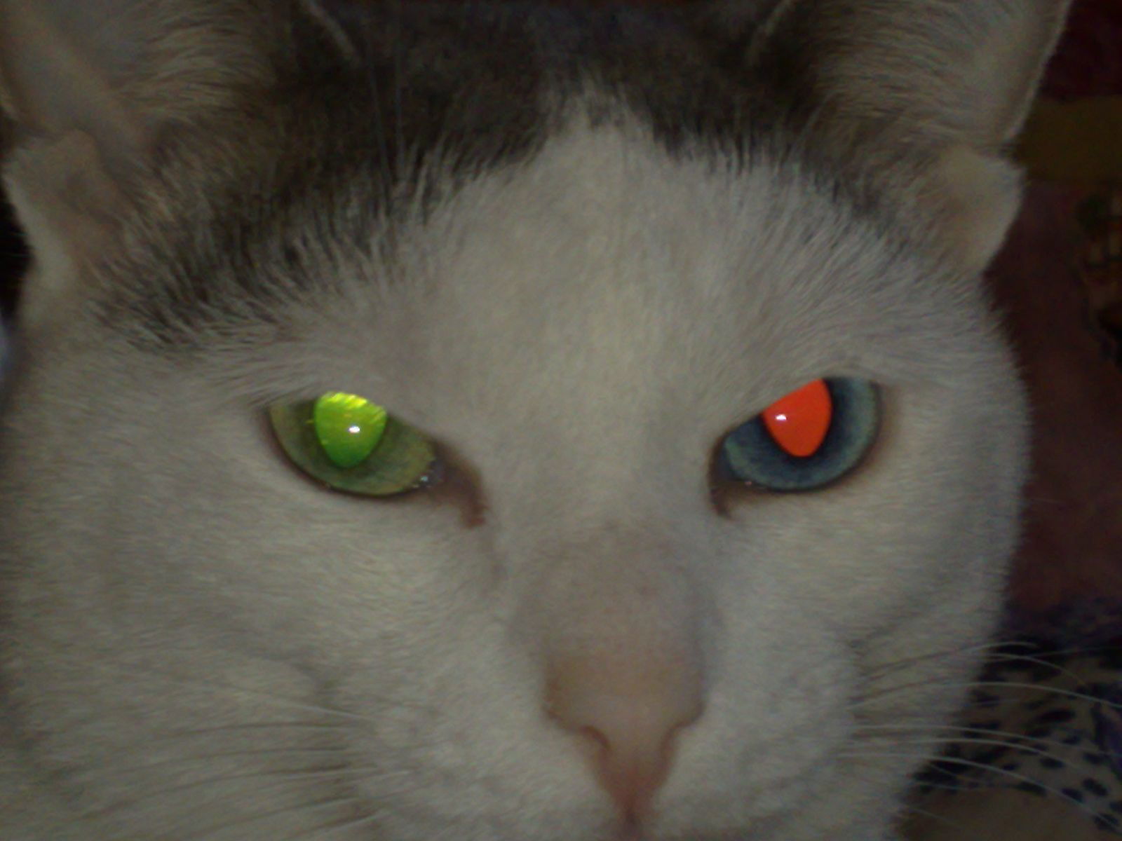 Евгений Путин