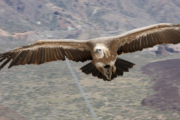 Дархан Абдинасиров