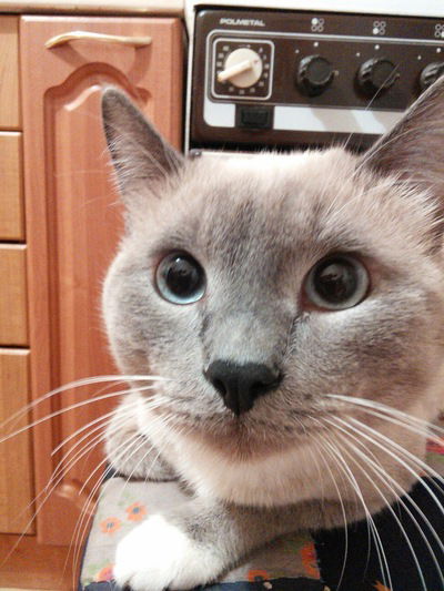 Виолетта Цыганкова