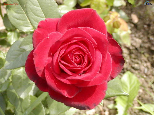 Тамара Хусенова