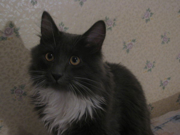 Виктор Жаринов