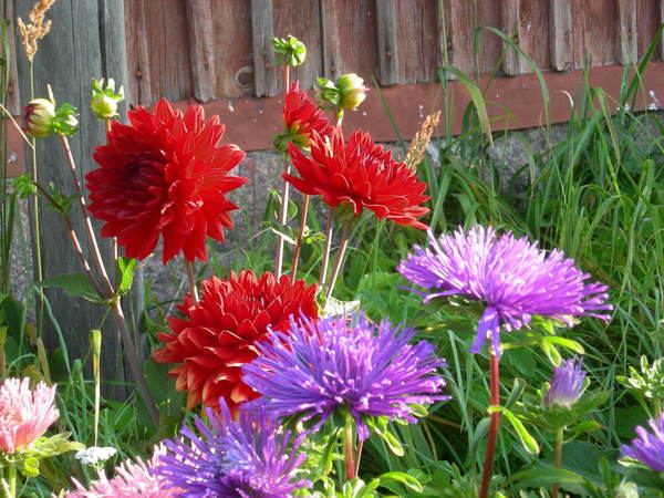 Александр Львов