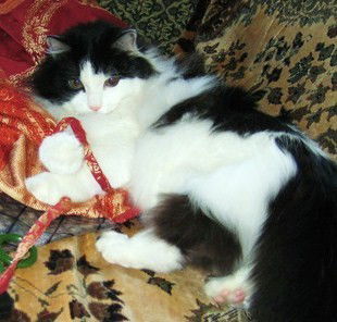 Наталья Шатохина