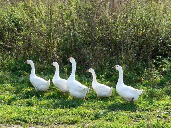 Владимир Павлов