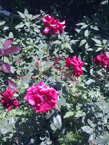 Асель Батырбекова