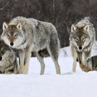 Алтай Орынгалиев