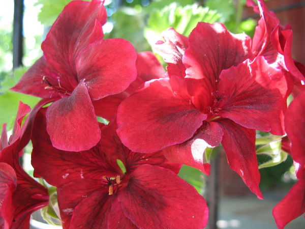 Виктория Черняк