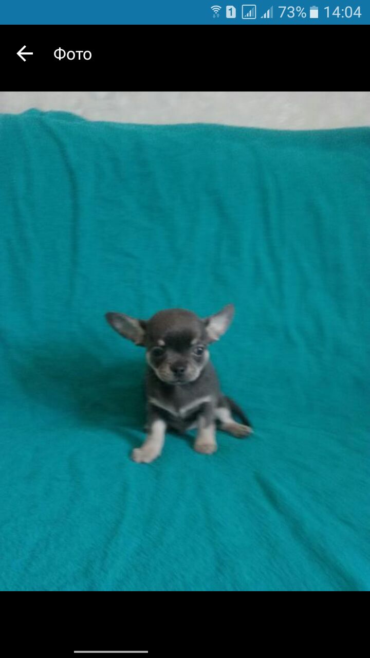 Евгения Николаева