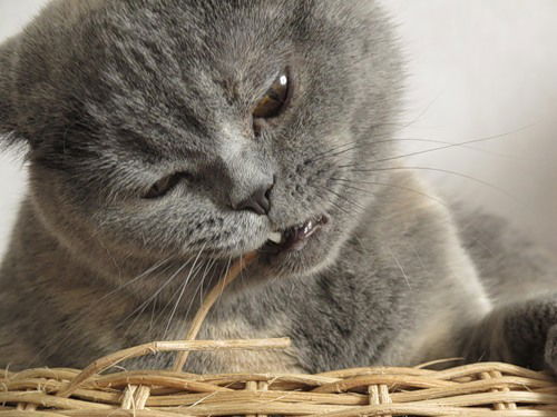 Виктория Бобырева