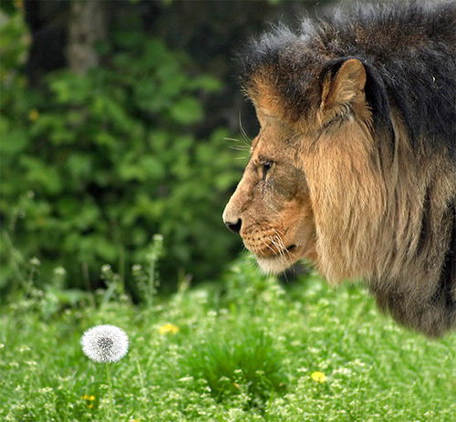 Данияр Кущанов