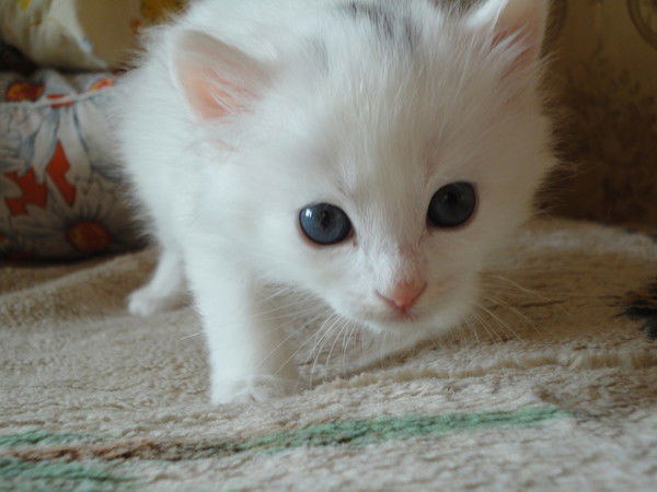 Марина Андронова