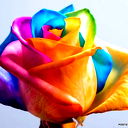 Liana_Pink