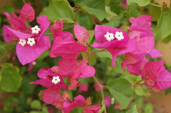 Елена Адамович