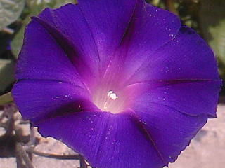 Мария Капуста