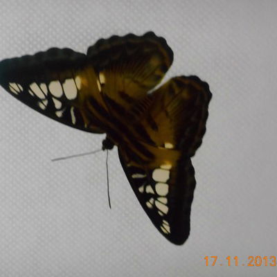 Данил Горбунов