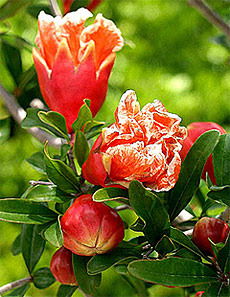 Анар Байсарина