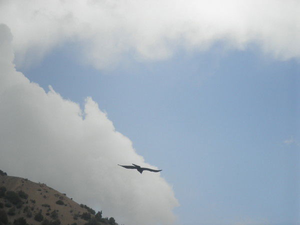 Шухрат Бадалов